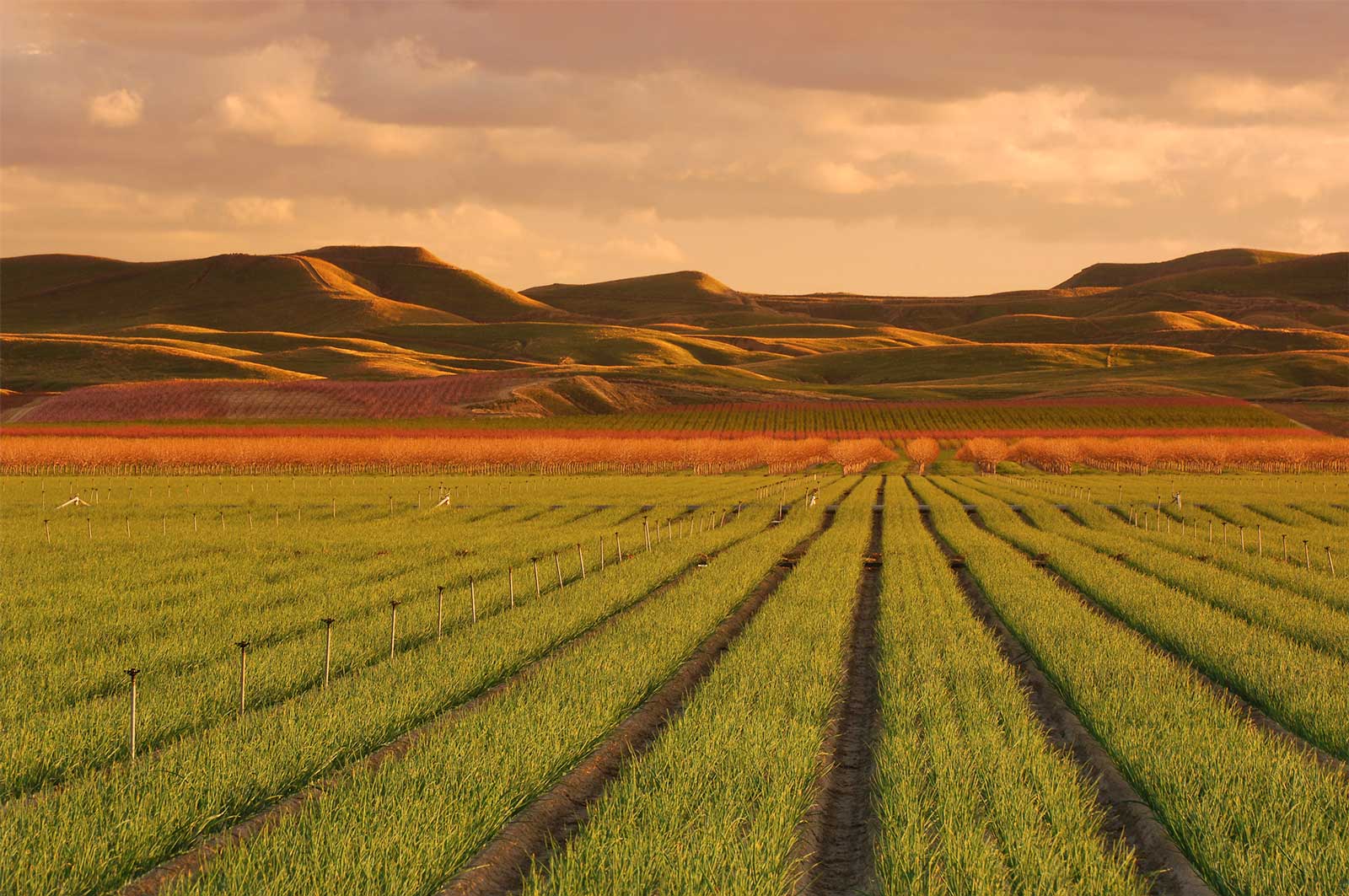 Dalena Farms Inc. Family Owned & Operated Central Valley CA