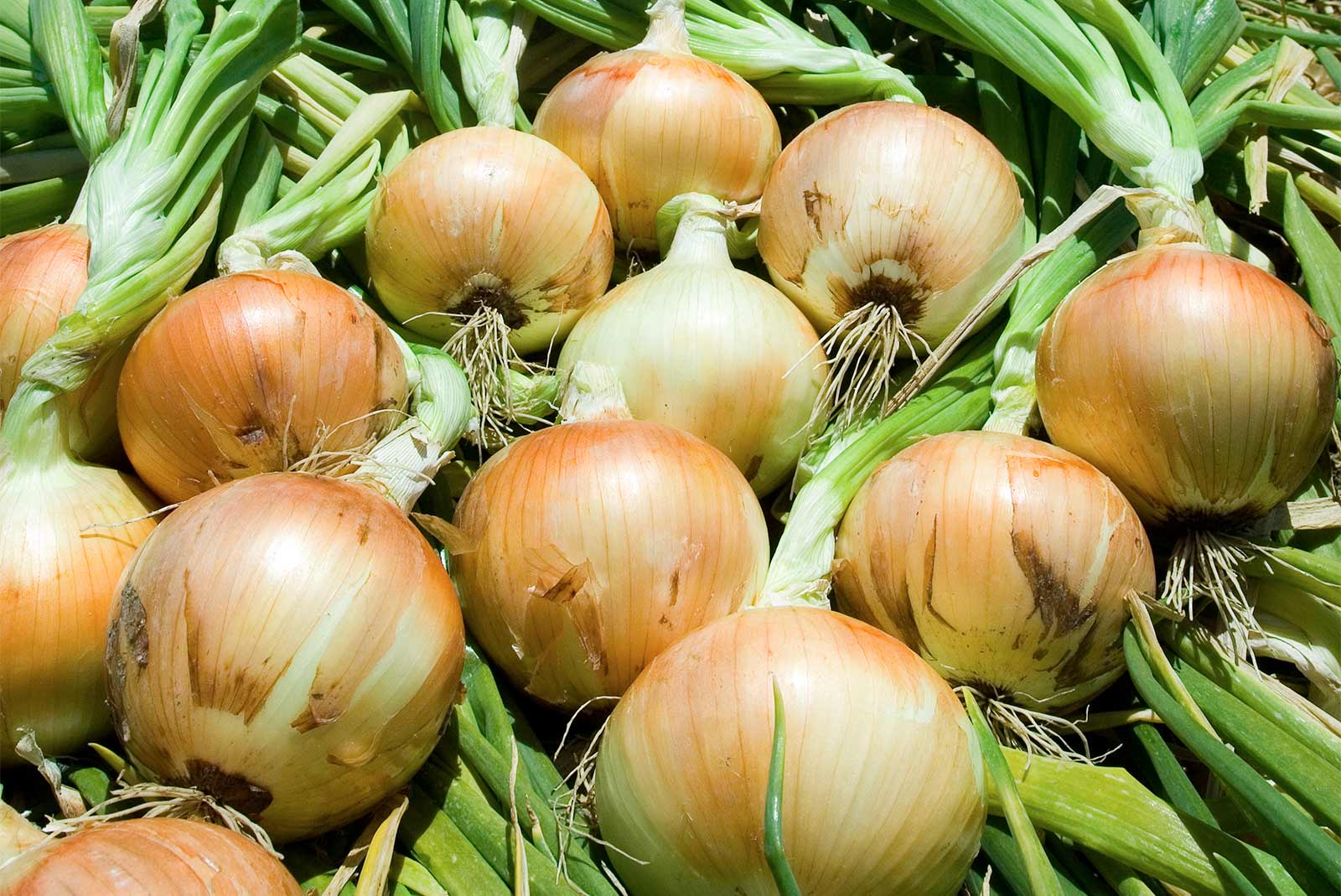 Onion-Harvesting-Dalena-Farms-Inc