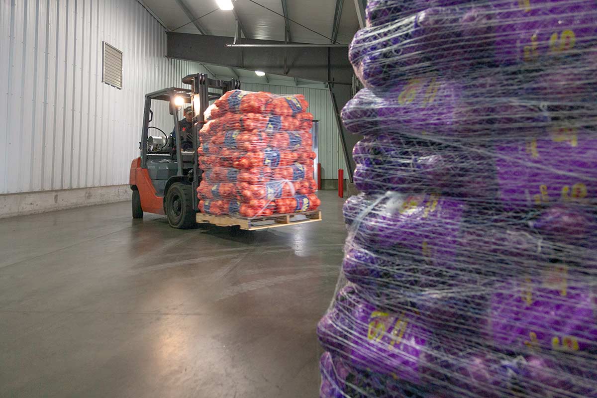 Dalena-Farms-Italian-Sweet-Red-Onions