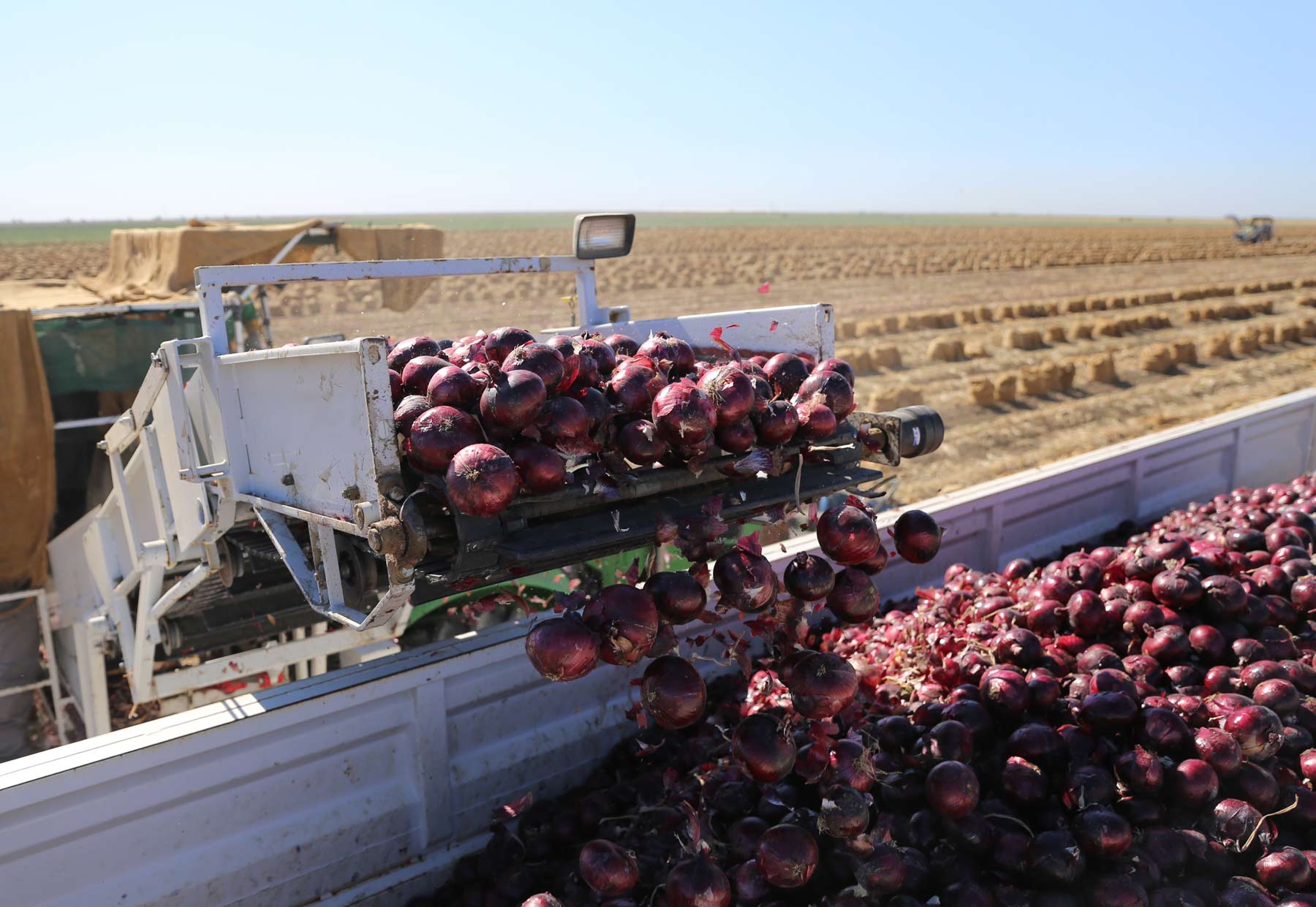 Dalena Farms Inc. Family Owned & Operated Central Valley CA