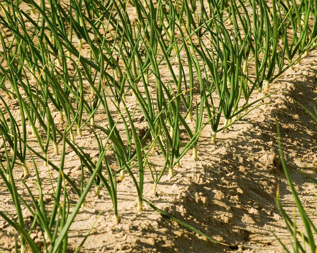 Dalena-Highest-Quality-Onions