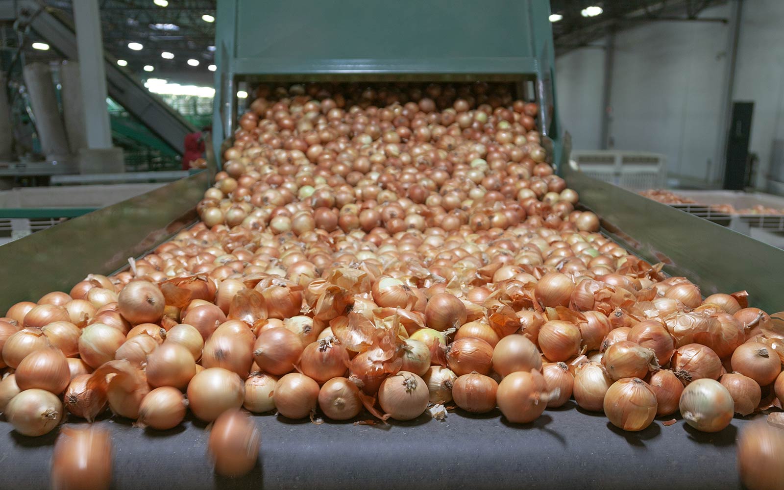 onion-harvesting-dalena-farms